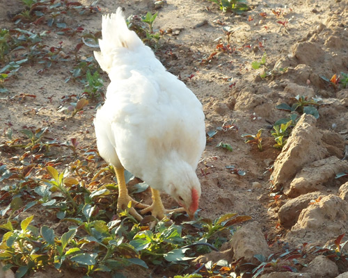gallo guindón en las instalaciones de Aves Guindón