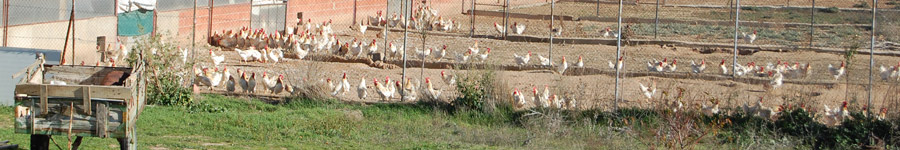 instalaciones de avesguindón en Hoyales de Roa